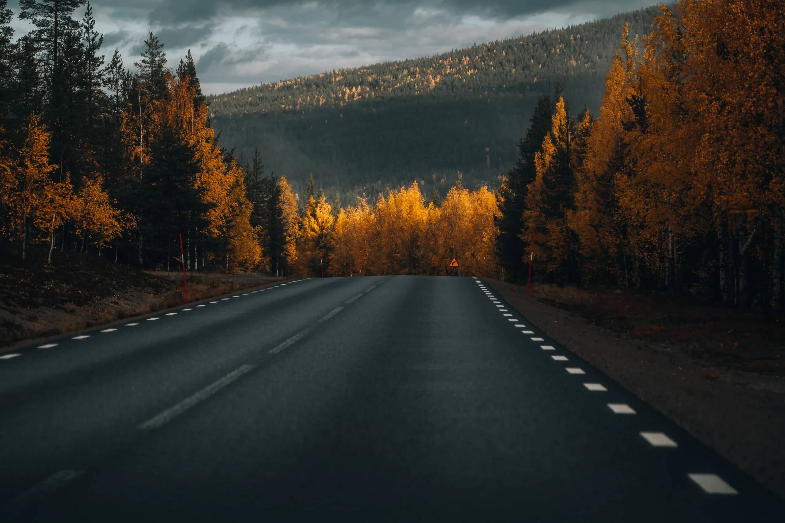 Autumn forest road in the Nordics